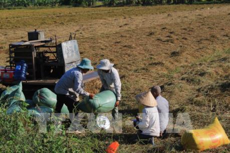 Đẩy mạnh cho vay thúc đẩy sản xuất, tiêu thụ lúa gạo Đồng bằng sông Cửu Long