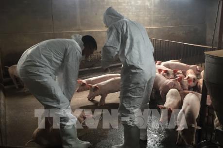 Thái Bình thành lập các tổ công tác kiểm soát dịch tả lợn châu Phi