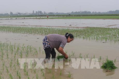 Hải Dương hoàn thành gieo cấy lúa Đông Xuân 2019