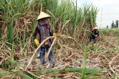 Hàng nghìn ha mía bị bỏ phế phơi nắng trên đồng