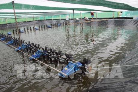 Cà Mau xây dựng vùng nuôi tôm có chứng nhận