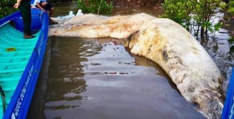 Xác cá voi hơn 20 tấn trôi dạt trên vùng biển Cà Mau