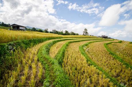 Thái Lan chuẩn bị thông qua Luật Lúa gạo