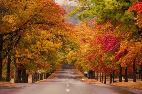 Mê đắm sắc thu vàng nước Úc