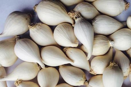 Tỏi Lý Sơn đã mất mùa, còn rớt giá thê thảm