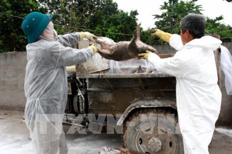 Hà Nam khoanh vùng, dập tắt ổ dịch tả lợn châu Phi