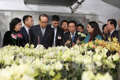 Đoàn Đảng Lao động Triều Tiên thăm mô hình trồng lan ở HTX Đan Hoài