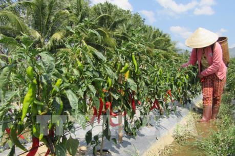 "Ớt Hàn Quốc” nâng thu nhập cho người dân huyện miền núi