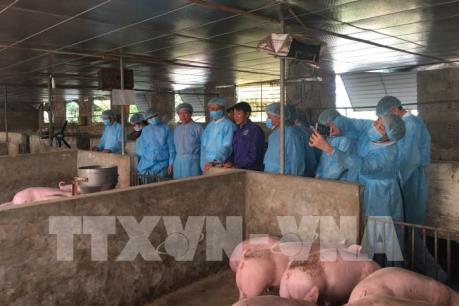 Các địa phương triển khai các giải pháp chống dịch tả lợn châu Phi
