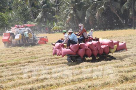 Giá lúa đang tăng dần
