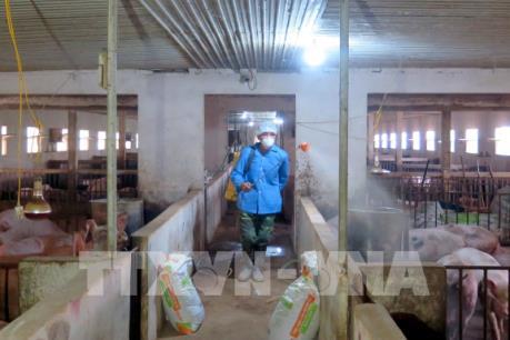 Hải Dương ngăn chặn dịch tả lợn châu Phi