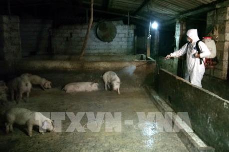 Phát hiện thêm ổ dịch tả lợn châu Phi tại Hà Nội
