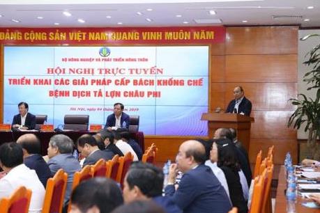 Cấp bách khống chế dịch tả lợn châu Phi