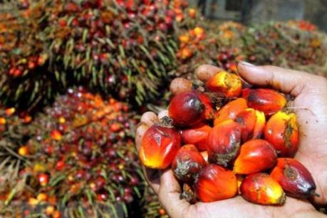 Nhu cầu dầu cọ thế giới sẽ giảm lần đầu tiên trong 20 năm