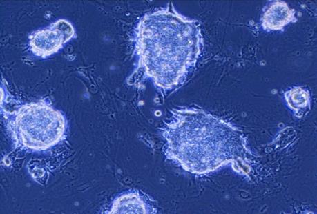 Nhật Bản "bật đèn xanh cho cấy ghép tế bào gốc của người vào động vật