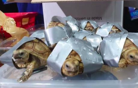 Philippines thu giữ 1.530 con rùa trong hành lý ký gửi 