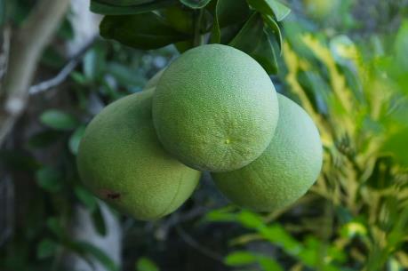 Dựng nghiệp từ cây bưởi da xanh