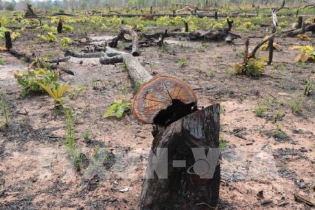 Xác minh thông tin vụ phá rừng trái pháp luật tại Gia Lai