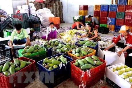 Tuần lễ xoài và nông sản an toàn tỉnh Sơn La tại Hà Nội sẽ diễn ra đến hết 21/5