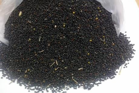 Canada phản ứng khi Trung Quốc ngừng cấp phép nhập khẩu hạt cải dầu