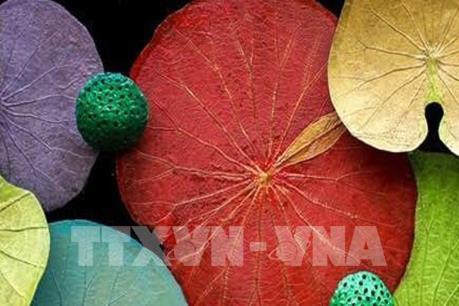 Không gian sen tại Festival Huế 2019