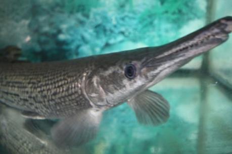 Ăn cá sấu hỏa tiễn, năm người nhập viện