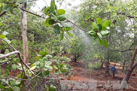 Một tập đoàn Hà Lan muốn đầu tư 5.000 ha điều sạch tại Bình Phước