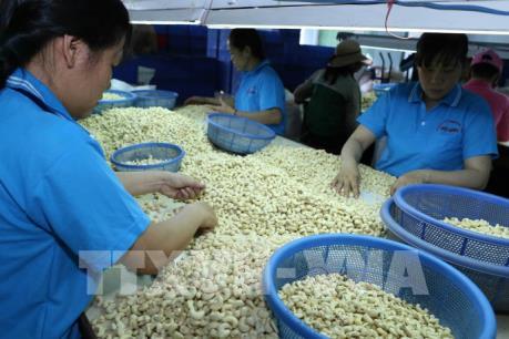 Quý 2, dự báo giá điều sẽ phục hồi