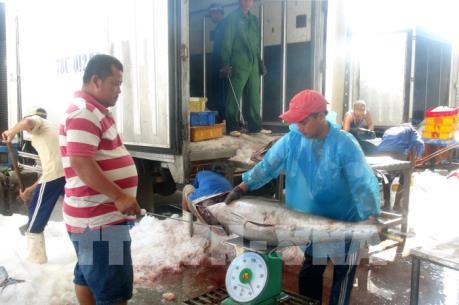 Cá ngừ “mắc kẹt” vì quy định về kiểm dịch động vật