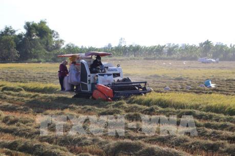 Hậu Giang theo dõi sát việc tiêu thụ lúa gạo