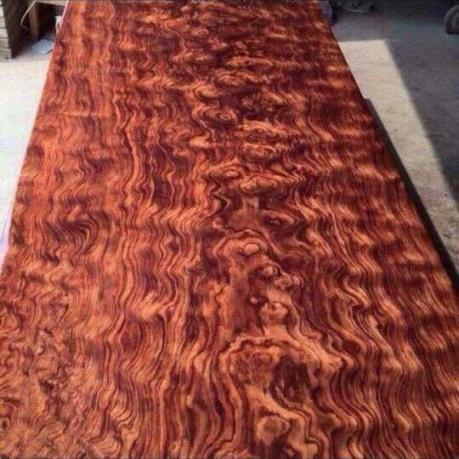 Khoảng 1.000m3 gỗ cẩm kevazingo quý hiếm bị tịch thu