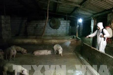 Các tỉnh, thành cấp bách ngăn chặn dịch tả lợn châu Phi