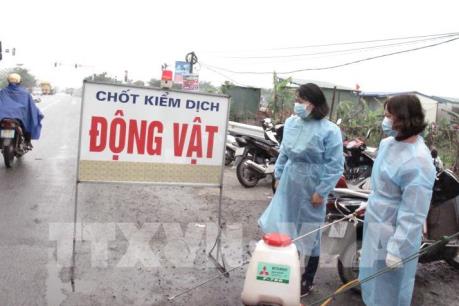 Lập nhiều chốt kiểm soát dịch tả lợn châu Phi
