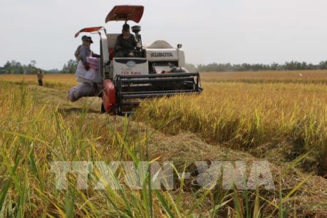 Giải quyết đầu ra cho lúa gạo vùng Đồng Tháp Mười (Bài cuối)