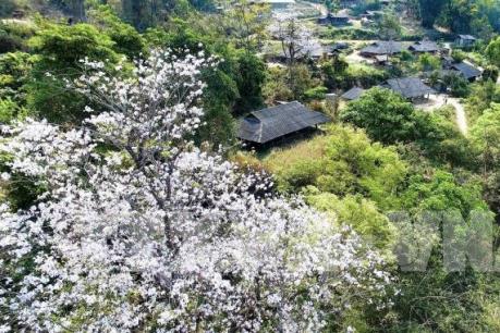 Hoa ban khoe sắc giữa đất trời Điện Biên