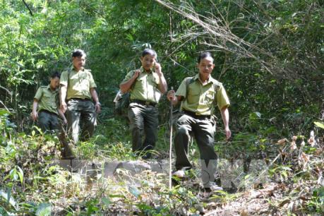 Thắt chặt chuyển đổi mục đích sử dụng rừng