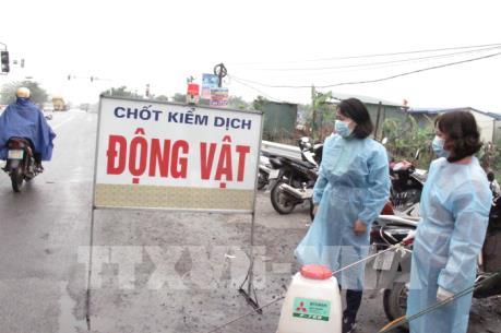 Hưng Yên lập 170 chốt kiểm dịch, kiểm soát dịch tả lợn châu Phi