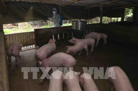 Hơn 80% số xã, phường, thị trấn của Hưng Yên công bố hết dịch tả lợn châu Phi