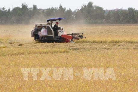 Giá lúa thương phẩm tăng nhẹ