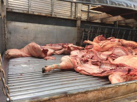 Bắt giữ hơn một tấn thịt lợn lở mồm long móng chuẩn bị đi tiêu thụ