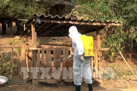 Công bố dịch tả lợn Châu Phi trên địa bàn huyện Tuần Giáo - Điện Biên