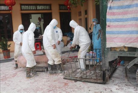 Hưng Yên tập trung dập dịch tả lợn châu Phi đang lây lan nhanh