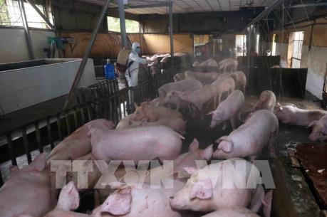 Ngăn dịch tả lợn châu Phi, Hàn Quốc siết quản lý thức ăn chăn nuôi