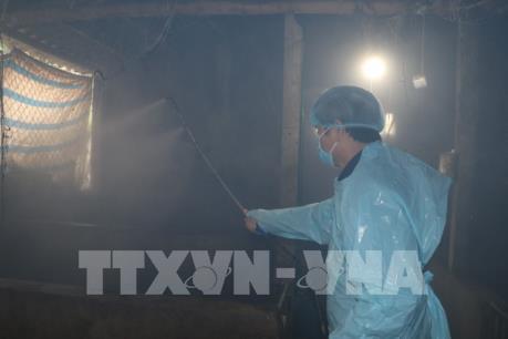Các địa phương tập trung dập dịch tả lợn châu Phi