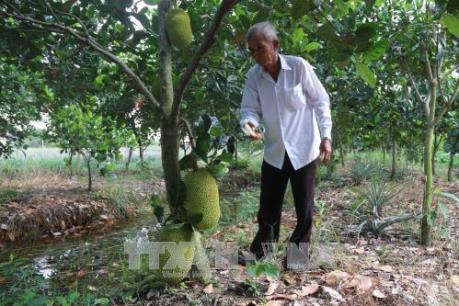 Mít Thái đầu năm có giá giúp nông dân tăng thu nhập