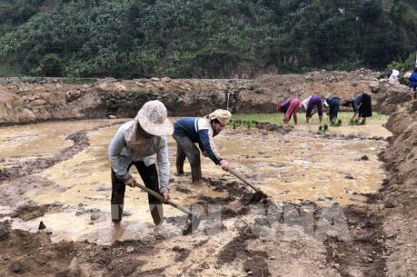 Sơn La khôi phục sản xuất trên vùng lũ Nậm Păm, Mường La