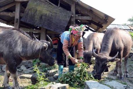 Hiệu quả vốn vay ưu đãi giúp phụ nữ dân tộc thiểu số phát triển kinh tế