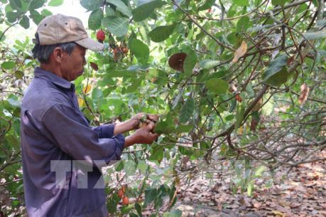 Giá điều Bà Rịa-Vũng Tàu sụt giảm mạnh