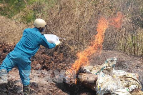 Tiêu hủy số lợn chết bị vứt xuống suối