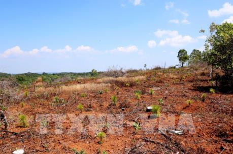 Giảm giao khoán rừng, vì sao người dân không đồng tình?
